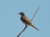 LARK SPARROW