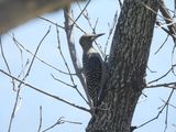 RED-BELLIED WOODPECKER (juv female)