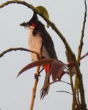 RED-WHISKERED BULBUL