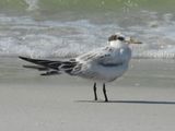 SANDWICH TERN (juv)