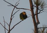 ORANGE-WINGED PARROT