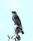 OLIVE-SIDED FLYCATCHER