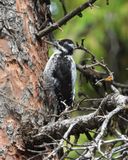 AMERICAN THREE-TOED WOODPECKER (male)