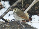 HERMIT THRUSH