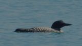 COMMON LOON