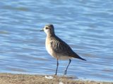 AMERICAN GOLDEN-PLOVER (juv)