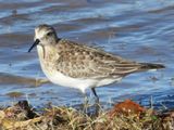 BAIRDS SANDPIPER