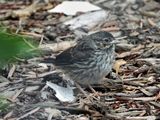 SONG SPARROW (juv)