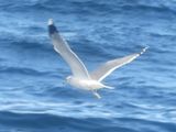 CALIFORNIA GULL (albertaensis)