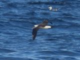 LAYSAN ALBATROSS
