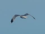 CALIFORNIA GULL (albertaensis)