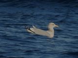 HERRING GULL (American)