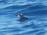 TUFTED PUFFIN (basic)