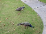 INDIAN PEAFOWL (pair)