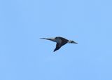 MASKED BOOBY