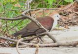 WHITE-THROATED GROUND DOVE (male)