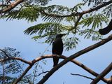BLACK NODDY