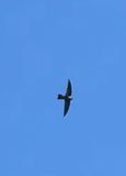 MARIANA SWIFTLET