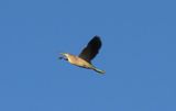 YELLOW BITTERN