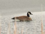 CANADA GOOSE