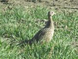 RING-NECKED PHEASANT (female)