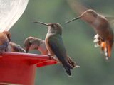 BROAD-TAILED HUMMINGBIRD (female type)