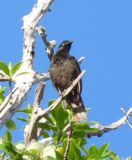 SAMOAN STARLING