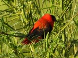 NORTHERN RED BISHOP 