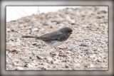 _MTK5935-Edit.jpg