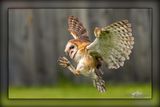 _MTK9223-Edit.jpg