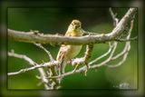 _MTK5147-Edit.jpg