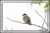_MTK1708-Edit.jpg