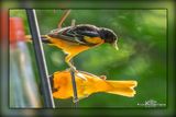 _MTK2073-Edit.jpg