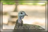 _MTK4077-Edit-Edit.jpg