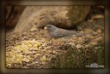 _MTK5331-Edit.jpg