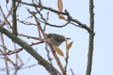 Humes Leaf Warbler, Phylloscopus humei, Lomma Sdra 221210-3.jpg