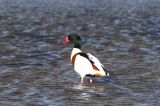 Common shelduck, Tadorna tadorna, Lomma sdra 230305.jpg