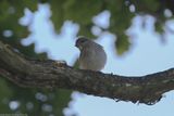 Spotted Flycatcher, Muscicapa striata, Hagbyhamn 230609.jpg