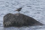 Grey Plover, Pluvialis, squatarola, Hagbyhamn 230726.jpg