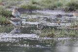 Broad-billed Sandpiper, Calidris falcinellus, hagbyhamn 230909-2.jpg