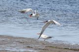 Skräntärna, mat överlämnad, Alnarps Strandängar 240813.jpg