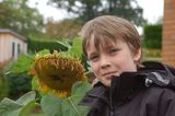 7th September 2008 <br> Grandmas sunflower