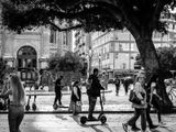 19th October 2022 <br> shady tree
