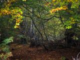 29th October 2022 <br> crunchy