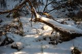 DSC_2329-001.jpg