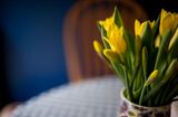 7th April 2023 <br> Daffodils