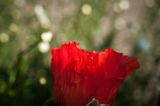 DSC_3749-001.jpg