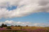 DSC_4305-001.jpg