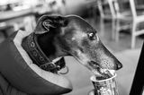 6th November 2023 <br> happy hound