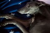13th February 2024 <br> starry hound